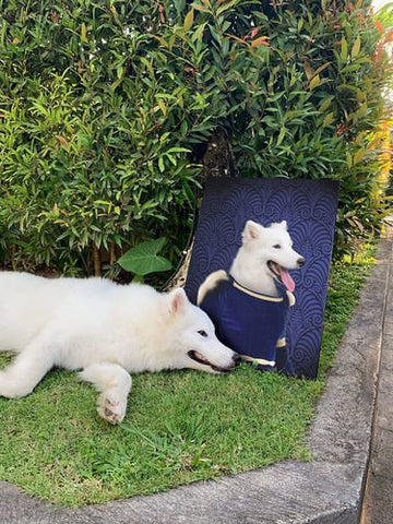 Image of USA MADE Personalized Pet Portrait on Canvas, Poster or Digital Download | Orenjisan - Japanese Geisha & Kimono Inspired Custom Pet Portrait