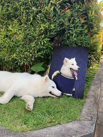 Image of USA MADE Personalized Pet Portrait on Canvas, Poster or Digital Download | Aka Bara - Japanese Geisha & Kimono Inspired Custom Pet Portrait