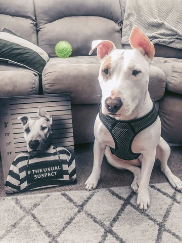 Image of USA MADE Personalized Pet Portrait on Canvas, Poster or Digital Download | Sir Tendoom - Game of Thrones Inspired Custom Pet Portrait Canvas