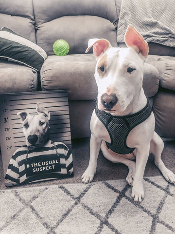 Image of USA MADE Personalized Pet Portrait on Canvas, Poster or Digital Download | Aka Bara - Japanese Geisha & Kimono Inspired Custom Pet Portrait