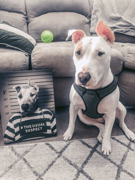 USA MADE Personalized Pet Portrait on Canvas, Poster or Digital Download | A Fist Of It - Steampunk, Victorian Era Inspired Custom Pet Portr