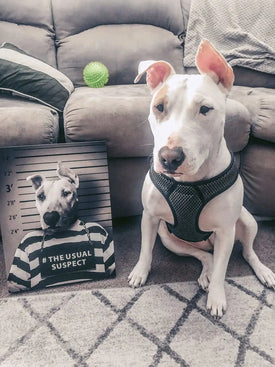 USA MADE Personalized Pet Portrait on Canvas, Poster or Digital Download | Canal Desire - Old Renaissance Inspired Custom Pet Portrait Canva