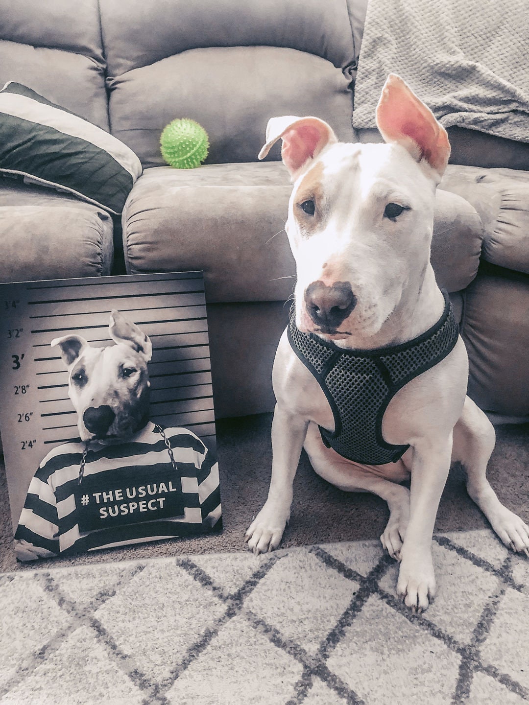 USA MADE Personalized Pet Portrait on Canvas, Poster or Digital Download | Dragon The Chain - Game of Thrones Inspired Custom Pet Portrait C