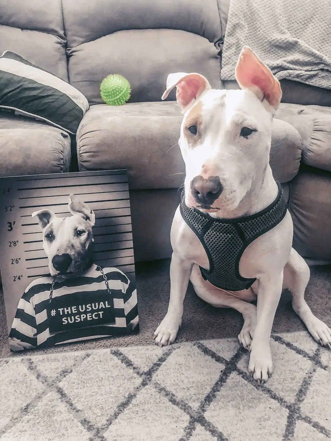 USA MADE Personalized Pet Portrait on Canvas, Poster or Digital Download | Sir Tendoom - Game of Thrones Inspired Custom Pet Portrait Canvas