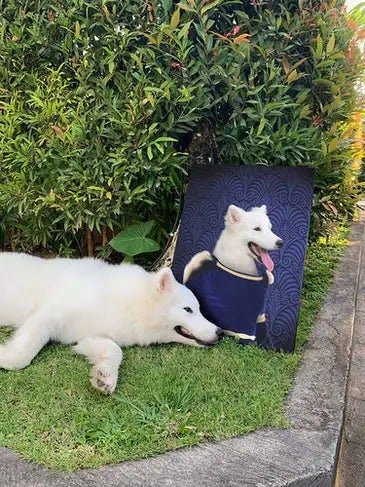 Personalized Pet Portrait on Canvas, Poster or Digital Download | Dame Difudo - Royalty & Renaissance Inspired Custom Pet Portrait